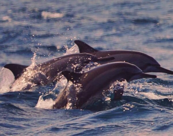 boat trip watching dolphin and snorkeling