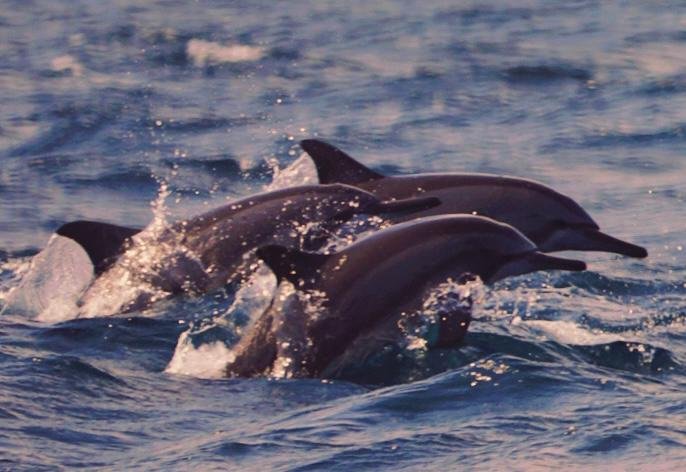 boat trip watching dolphin and snorkeling